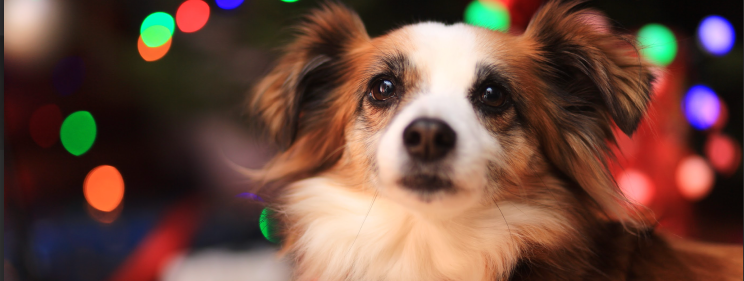 ð»ð¾ Christmas cheer with INDEVOPS and furry assistants!